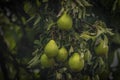 Green pear fruit with green leafs in summer cloudy day Royalty Free Stock Photo