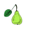 Green pear with leaf, hand drawn color, vector sketch illustration Royalty Free Stock Photo