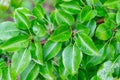 Green pear leaves after rain in summer time Royalty Free Stock Photo