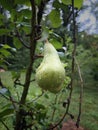 Pear. Pyrus. Raindrops on a pear fruit. Royalty Free Stock Photo