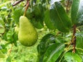 Pear. Pyrus. Raindrops on a pear fruit. Royalty Free Stock Photo