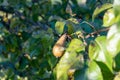 a pear on a pear tree branch in late summer on a sunny day Royalty Free Stock Photo