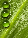 Green pearls on wet leaf Royalty Free Stock Photo