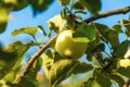 Yellow apple on a tree branch