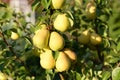 green pears on a branch with leaves summer sun , vegetarianism, vegan, raw food, ecological food