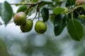 Green pears on a branch with rain drops in close up