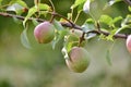 Green pears on branches of a pear tree in the garden Royalty Free Stock Photo