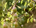 Green pears on branches of a pear tree in the garden Royalty Free Stock Photo