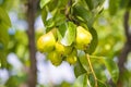 Green pears Royalty Free Stock Photo
