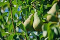 Green Pears Hanging On a Tree In Summer Royalty Free Stock Photo