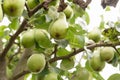 Green pears among leaves. Pears on a branch. Unripe fruits close-up. Selective focus