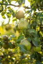 Green pears on pear tree branch on warm autumn day. Harvesting ripe fruits in an apple orchard. Growing own fruits and vegetables Royalty Free Stock Photo