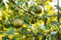 Green pears on pear tree branch on warm autumn day. Harvesting ripe fruits in an apple orchard. Growing own fruits and vegetables Royalty Free Stock Photo