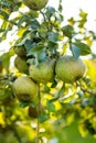 Green pears on pear tree branch on warm autumn day. Harvesting ripe fruits in an apple orchard. Growing own fruits and vegetables Royalty Free Stock Photo