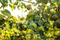 Green pears on pear tree branch on warm autumn day. Harvesting ripe fruits in an apple orchard. Growing own fruits and vegetables Royalty Free Stock Photo