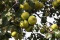 Green pears ripen in trees in the garden