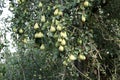 Green pears ripen in trees in the garden