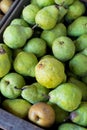 Pears at Detering Farm in Eugene Oregon