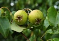 Green pears on the tree Royalty Free Stock Photo