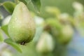 The green pears on the tree with raindrops. Fresh organic fruits