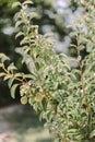 Green pears tree in summer