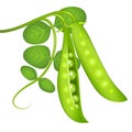 Green peas