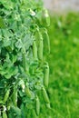 Green peas Royalty Free Stock Photo