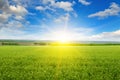 Green peas field, sunrise and blue sky