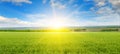 Green peas field, sunrise and blue sky