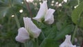 Green peas flowers. A valued and delicious vegetable of peshawar rural.