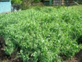 Green peas garden with fully grown peas