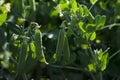 Green peas grow in the garden. Beautiful close up of green fresh peas and pea pods. Healthy food. Royalty Free Stock Photo