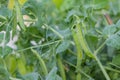 Green peas grow in the garden. Beautiful close up of green fresh peas and pea pods. Healthy food. Selective focus. Honey Royalty Free Stock Photo