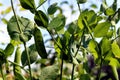 Green peas grow in the garden in summer Royalty Free Stock Photo