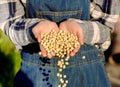 Green peas growing on the field.Pea seeds in the hands of a farmer. Planting sprouts in the ground. a handful of seeds in a girl. Royalty Free Stock Photo