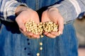 Green peas growing on the field.Pea seeds in the hands of a farmer. Planting sprouts in the ground. a handful of seeds in a girl. Royalty Free Stock Photo