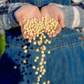 Green peas growing on the field.Pea seeds in the hands of a farmer. Planting sprouts in the ground. a handful of seeds Royalty Free Stock Photo