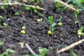 Green peas growing in field where wheat plants were harvested, cover crops to improve soil structure Royalty Free Stock Photo