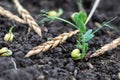 Green peas growing in field where wheat plants were harvested, cover crops to improve soil structure Royalty Free Stock Photo