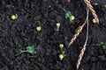 Green peas growing in field where wheat plants were harvested, cover crops to improve soil structure Royalty Free Stock Photo