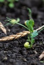 Green peas growing in field where wheat plants were harvested, cover crops to improve soil structure Royalty Free Stock Photo
