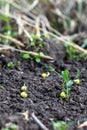Green peas growing in field where wheat plants were harvested, cover crops to improve soil structure Royalty Free Stock Photo