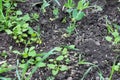 Green peas growing in field where wheat plants were harvested, cover crops to improve soil structure Royalty Free Stock Photo