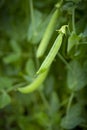 Green peas growing in garden closeup Royalty Free Stock Photo