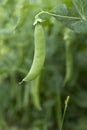 Green peas growing in garden closeup Royalty Free Stock Photo