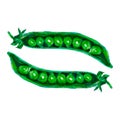 Green peas isolated on white background, watercolor illustration Royalty Free Stock Photo