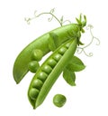 Green peas in open pod isolated on white background Royalty Free Stock Photo