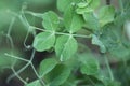 Green peas . Organic farm peas. Fresh bio green vegetables.Green peas on blurred vegetable garden background. Growing Royalty Free Stock Photo