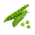 Green peas and pea pods illustration Royalty Free Stock Photo