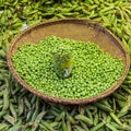 Green peas, Pisum sativum, being sold at local food market. Royalty Free Stock Photo